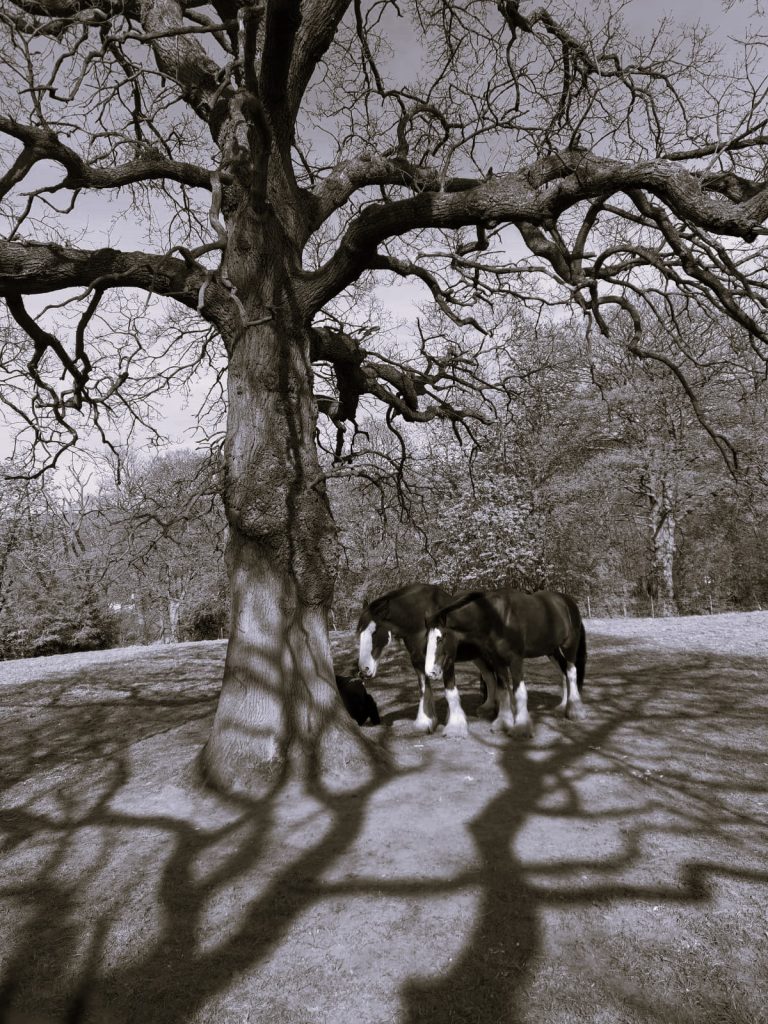 A person sitting with their back to a huge tree. Two horses stand nearby.